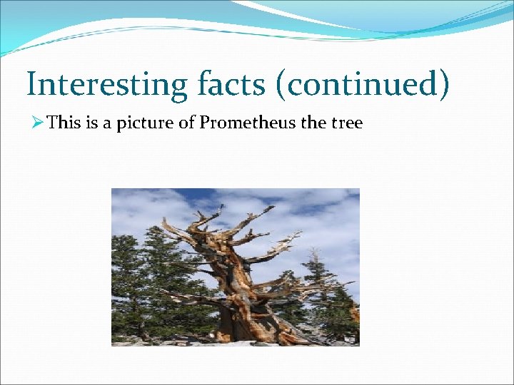 Interesting facts (continued) Ø This is a picture of Prometheus the tree 