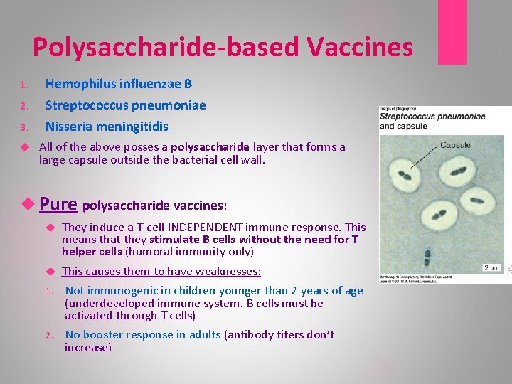Polysaccharide-based Vaccines 1. Hemophilus influenzae B 2. Streptococcus pneumoniae 3. Nisseria meningitidis All of