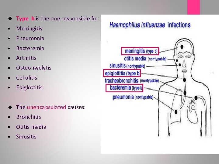  Type b is the one responsible for: § Meningitis § Pneumonia § Bacteremia