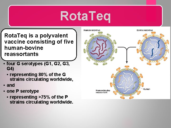 Rota. Teq is a polyvalent vaccine consisting of five human-bovine reassortants • four G