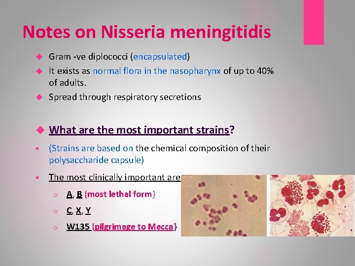 Notes on Nisseria meningitidis Gram -ve diplococci (encapsulated) It exists as normal flora in