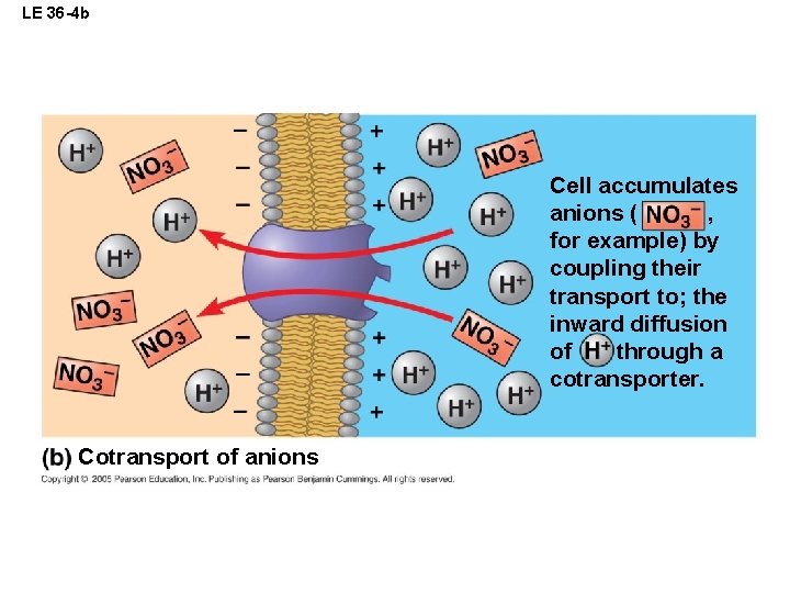 LE 36 -4 b Cell accumulates anions ( , for example) by coupling their