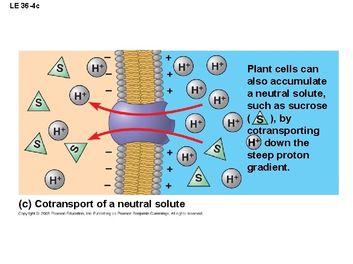 LE 36 -4 c Plant cells can also accumulate a neutral solute, such as
