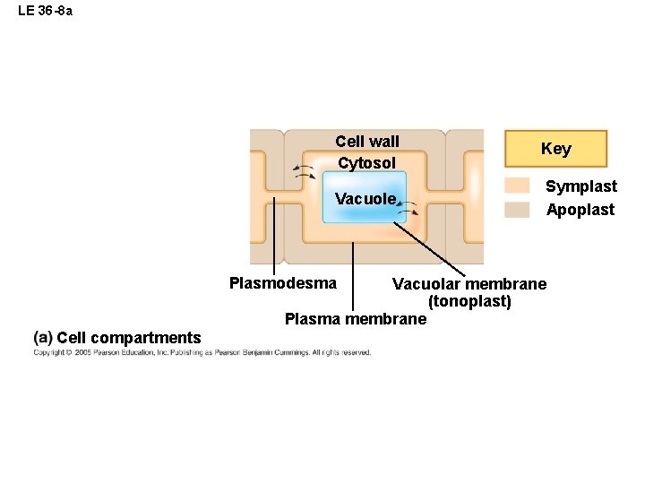 LE 36 -8 a Cell wall Cytosol Vacuole Plasmodesma Key Symplast Apoplast Vacuolar membrane