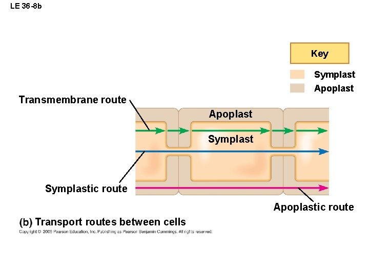 LE 36 -8 b Key Symplast Apoplast Transmembrane route Apoplast Symplastic route Apoplastic route