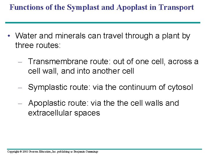 Functions of the Symplast and Apoplast in Transport • Water and minerals can travel