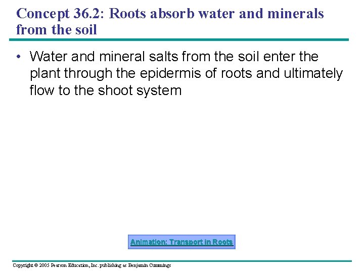 Concept 36. 2: Roots absorb water and minerals from the soil • Water and