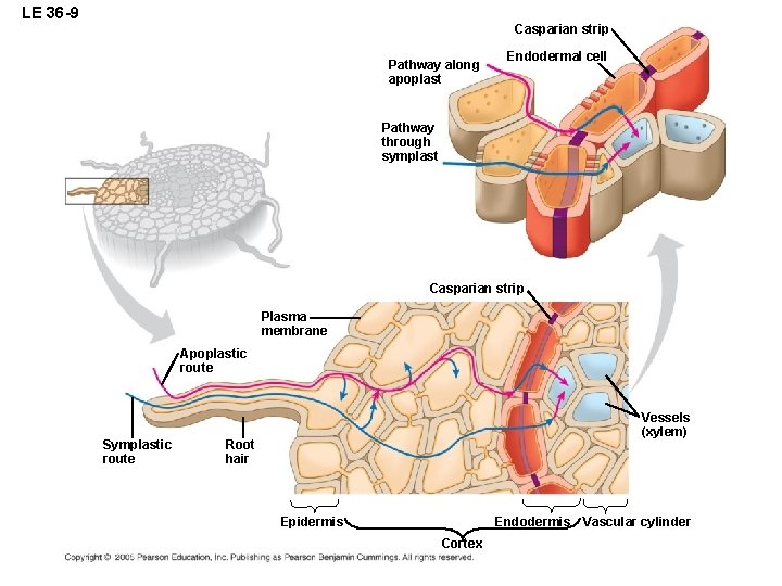 LE 36 -9 Casparian strip Pathway along apoplast Endodermal cell Pathway through symplast Casparian