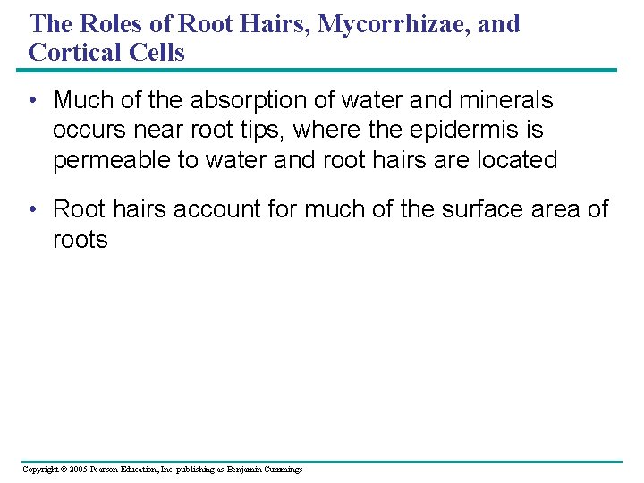 The Roles of Root Hairs, Mycorrhizae, and Cortical Cells • Much of the absorption