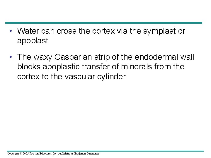  • Water can cross the cortex via the symplast or apoplast • The