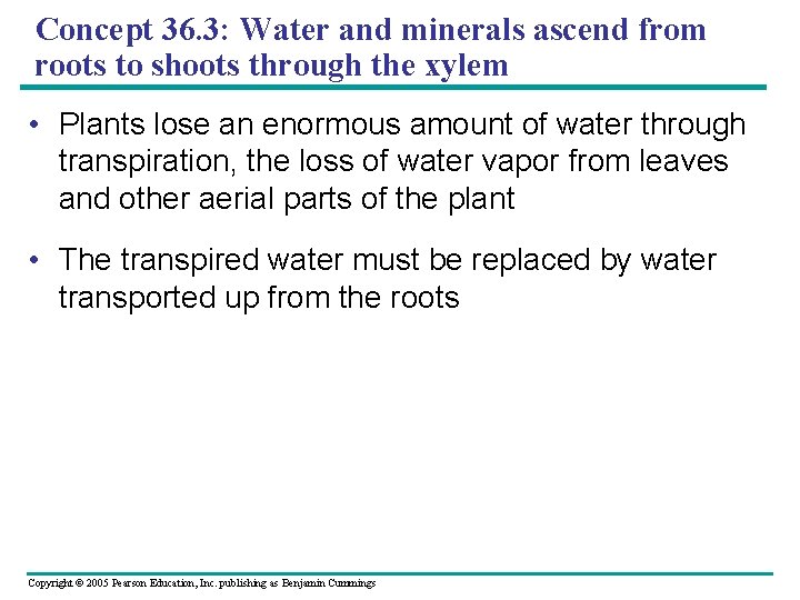 Concept 36. 3: Water and minerals ascend from roots to shoots through the xylem