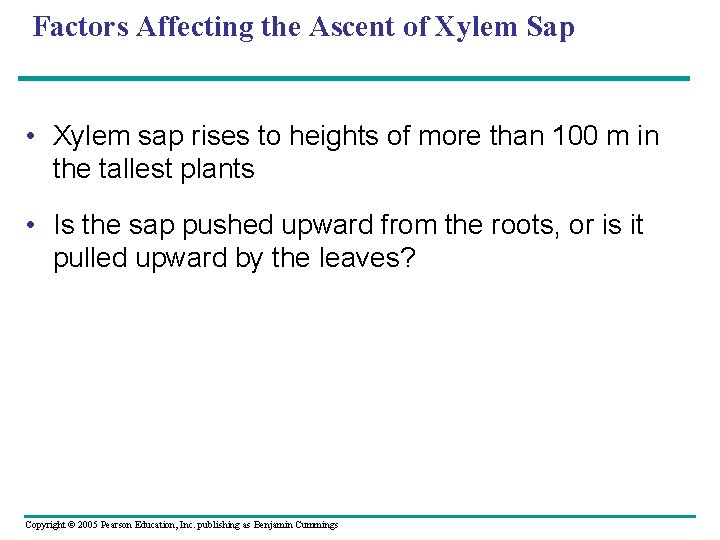 Factors Affecting the Ascent of Xylem Sap • Xylem sap rises to heights of