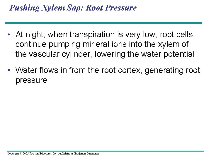 Pushing Xylem Sap: Root Pressure • At night, when transpiration is very low, root