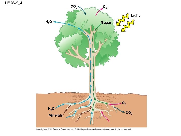LE 36 -2_4 CO 2 Light H 2 O Sugar O 2 H 2