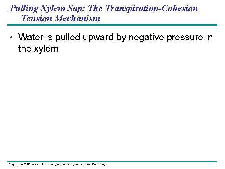 Pulling Xylem Sap: The Transpiration-Cohesion Tension Mechanism • Water is pulled upward by negative