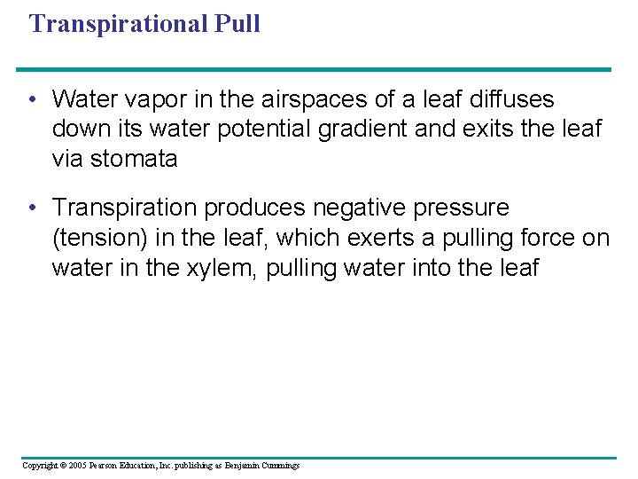 Transpirational Pull • Water vapor in the airspaces of a leaf diffuses down its