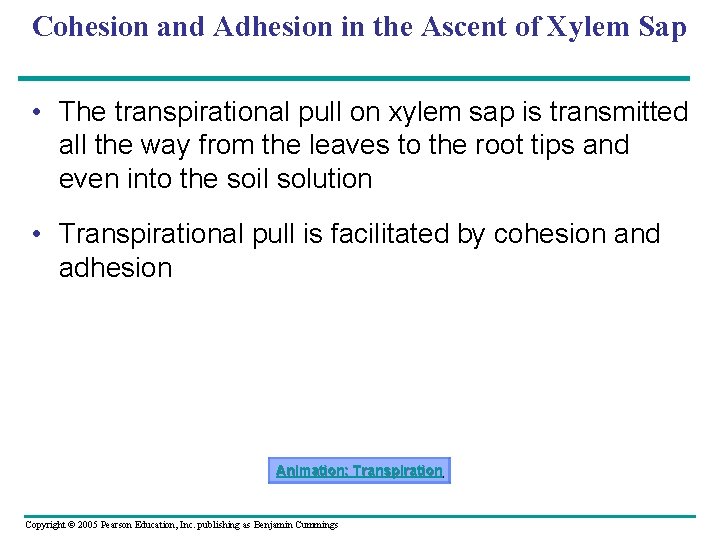 Cohesion and Adhesion in the Ascent of Xylem Sap • The transpirational pull on