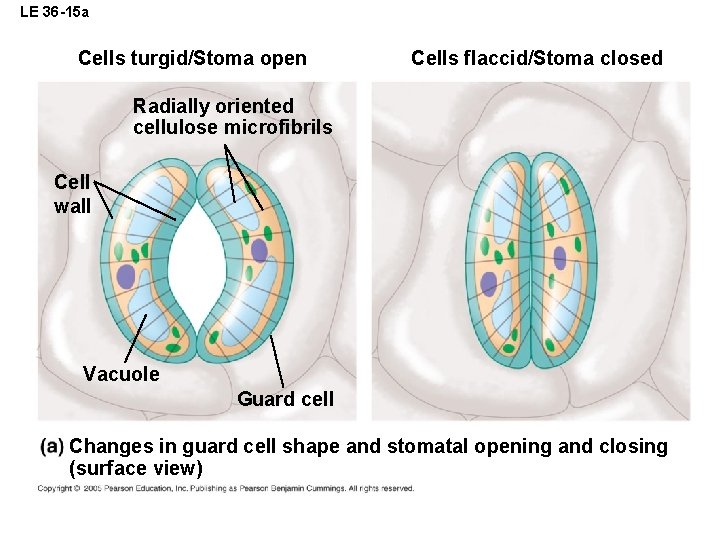 LE 36 -15 a Cells turgid/Stoma open Cells flaccid/Stoma closed Radially oriented cellulose microfibrils