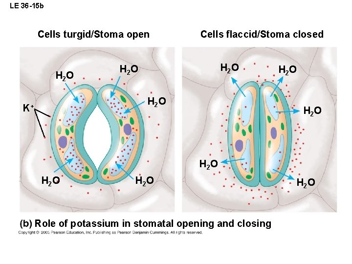 LE 36 -15 b Cells turgid/Stoma open H 2 O Cells flaccid/Stoma closed H