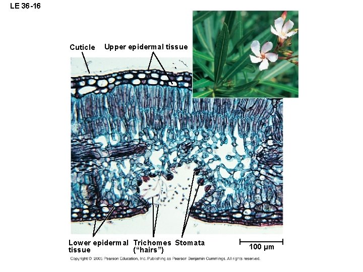 LE 36 -16 Cuticle Upper epidermal tissue Lower epidermal Trichomes Stomata tissue (“hairs”) 100