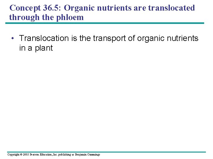 Concept 36. 5: Organic nutrients are translocated through the phloem • Translocation is the