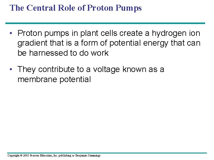 The Central Role of Proton Pumps • Proton pumps in plant cells create a