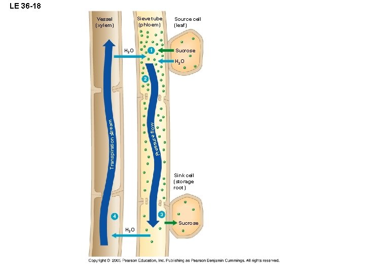 LE 36 -18 Sieve tube (phloem) Vessel (xylem) H 2 O Source cell (leaf)