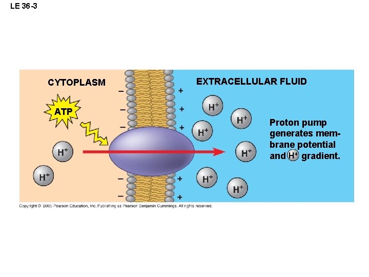 LE 36 -3 CYTOPLASM EXTRACELLULAR FLUID ATP Proton pump generates membrane potential and gradient.