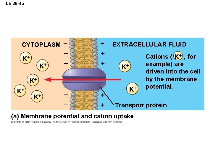 LE 36 -4 a CYTOPLASM EXTRACELLULAR FLUID Cations ( , for example) are driven