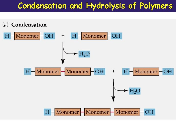 Condensation and Hydrolysis of Polymers 