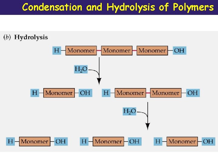 Condensation and Hydrolysis of Polymers 