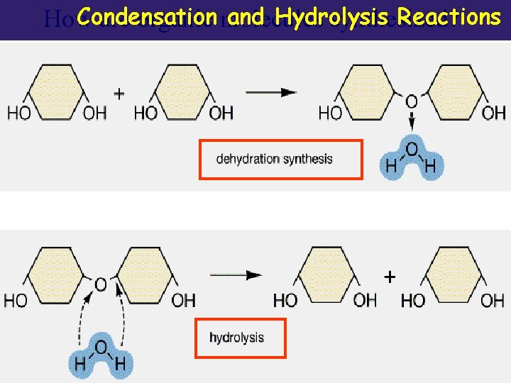 Condensation and Hydrolysis Reactions How are organic molecules synthesized? Molecules can be metabolized (broken