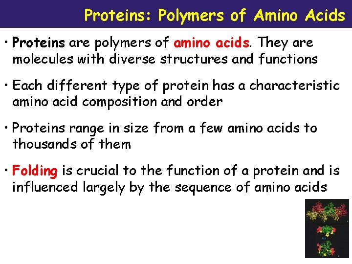 Proteins: Polymers of Amino Acids • Proteins are polymers of amino acids. They are