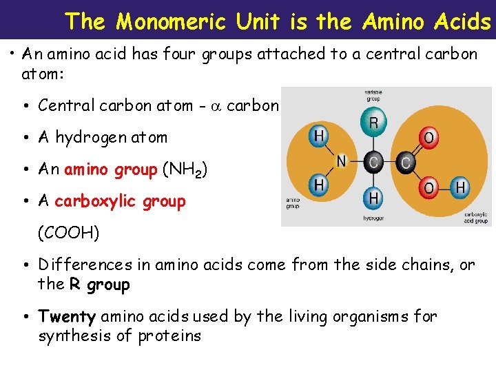 The Monomeric Unit is the Amino Acids • An amino acid has four groups