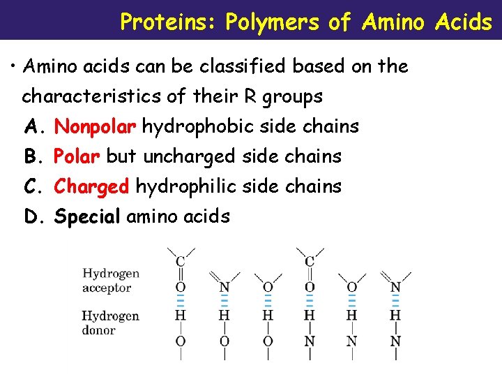 Proteins: Polymers of Amino Acids • Amino acids can be classified based on the