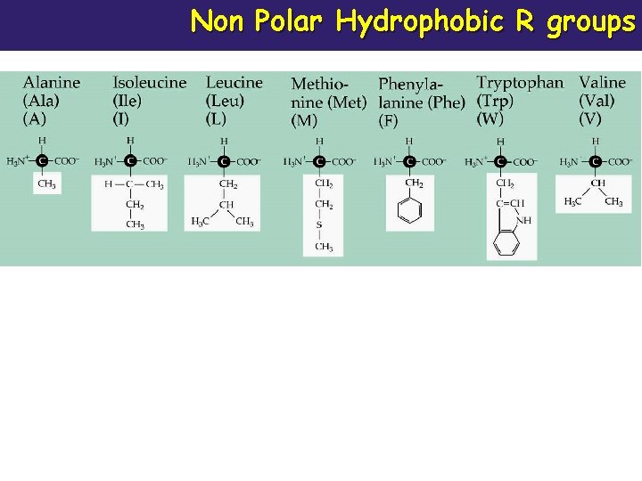 Non Polar Hydrophobic R groups 