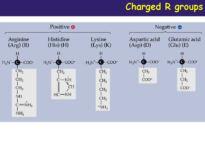 Charged R groups 
