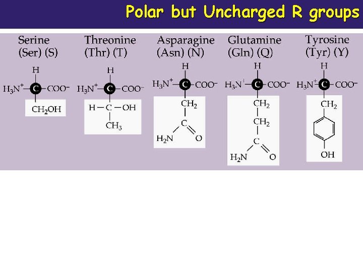 Polar but Uncharged R groups 