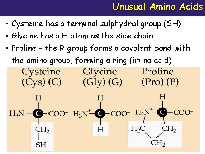 Unusual Amino Acids • Cysteine has a terminal sulphydral group (SH) • Glycine has