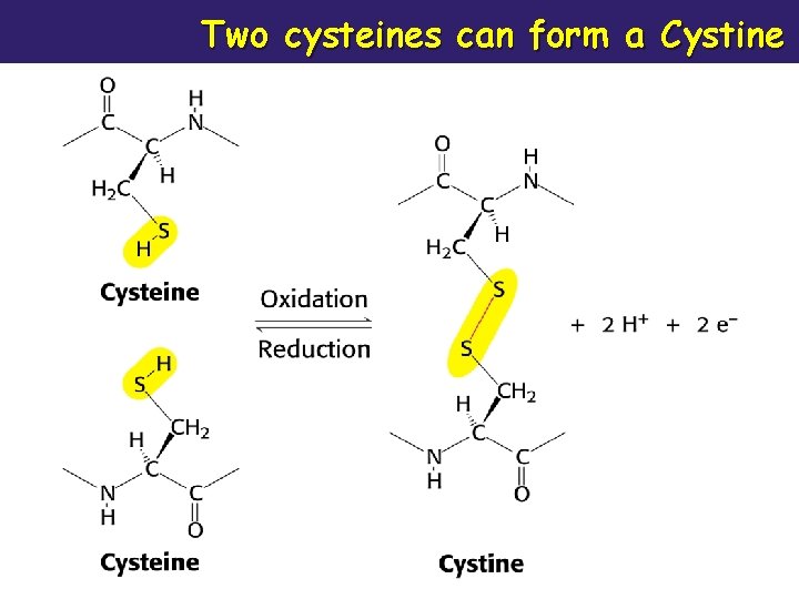 Two cysteines can form a Cystine 