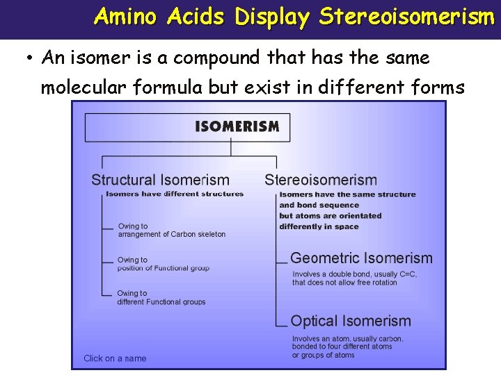 Amino Acids Display Stereoisomerism • An isomer is a compound that has the same