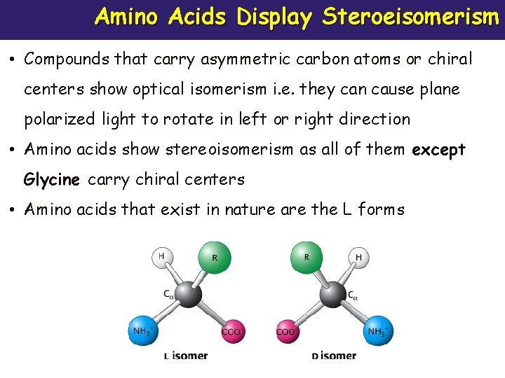 Amino Acids Display Steroeisomerism • Compounds that carry asymmetric carbon atoms or chiral centers