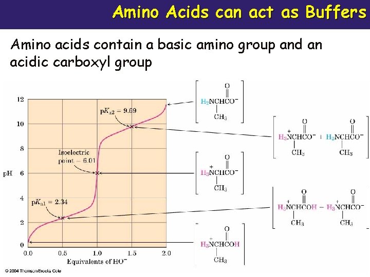 Amino Acids can act as Buffers Amino acids contain a basic amino group and