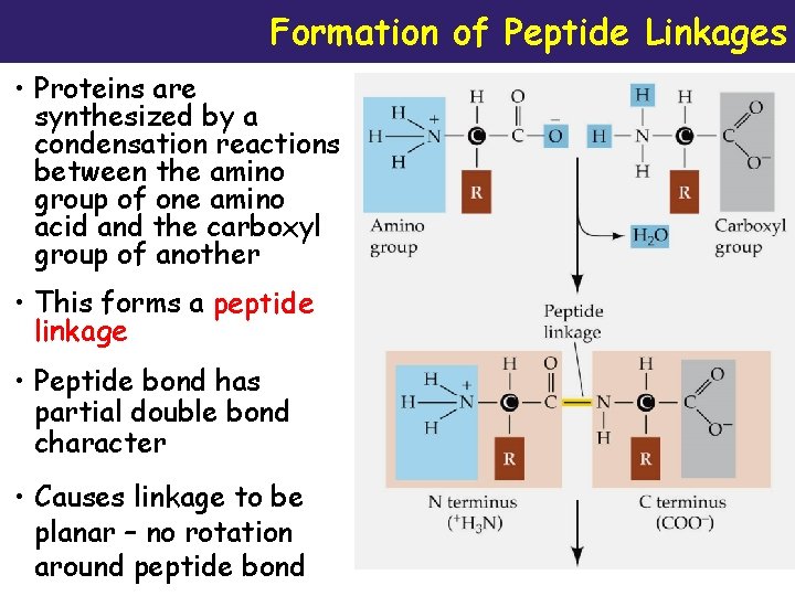 Formation of Peptide Linkages • Proteins are synthesized by a condensation reactions between the