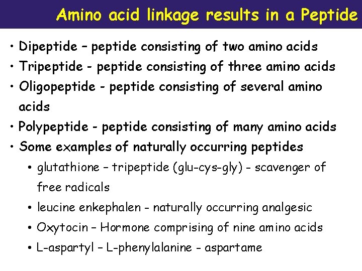 Amino acid linkage results in a Peptide • Dipeptide – peptide consisting of two