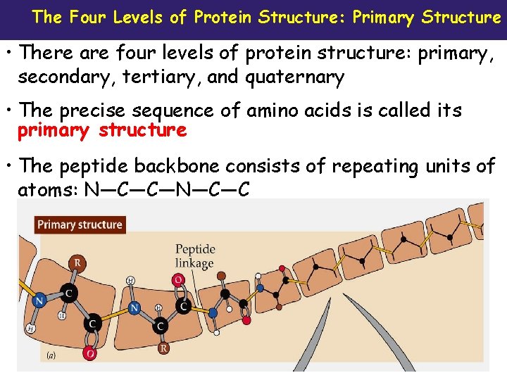 The Four Levels of Protein Structure: Primary Structure • There are four levels of