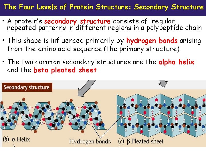 The Four Levels of Protein Structure: Secondary Structure • A protein’s secondary structure consists