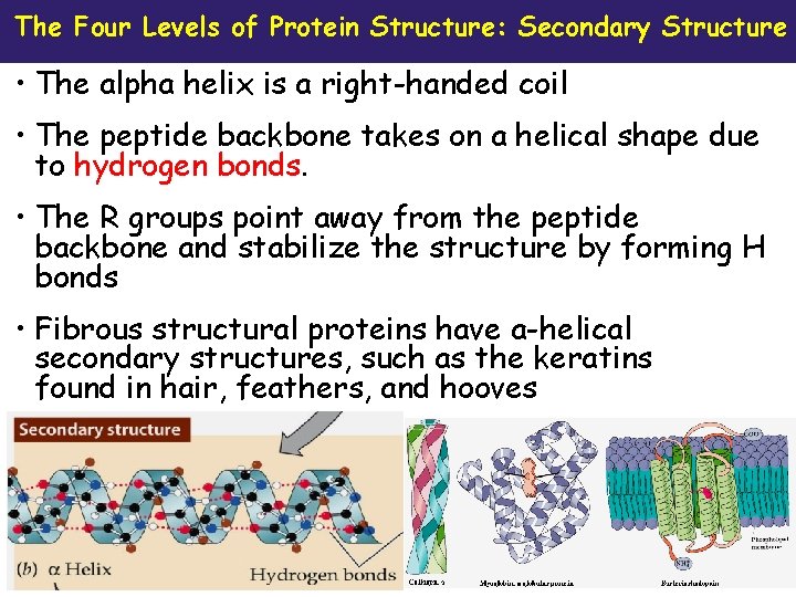 The Four Levels of Protein Structure: Secondary Structure • The alpha helix is a