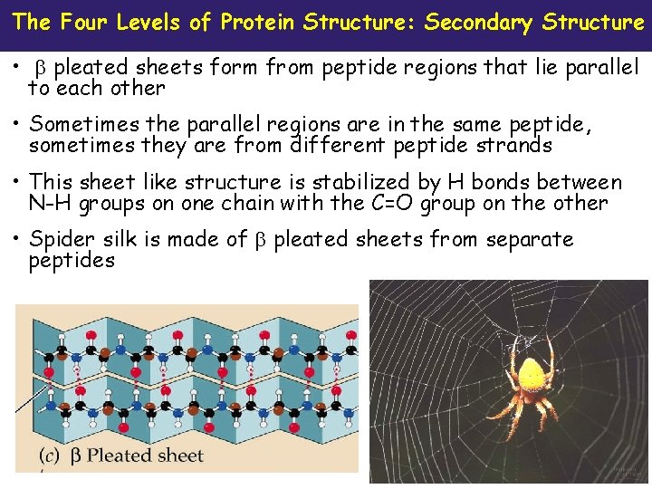 The Four Levels of Protein Structure: Secondary Structure • pleated sheets form from peptide