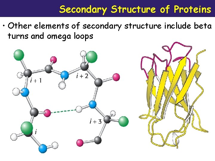 Secondary Structure of Proteins • Other elements of secondary structure include beta turns and